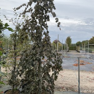 Hängebuche
