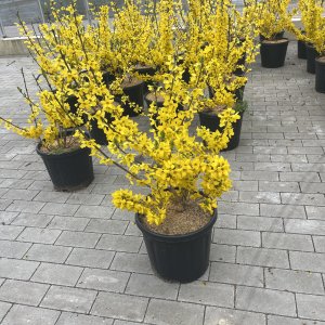 Goldforsythie Goldrausch