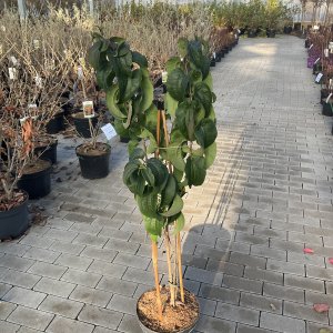 Sieben-Söhne-des-Himmels-Strauch