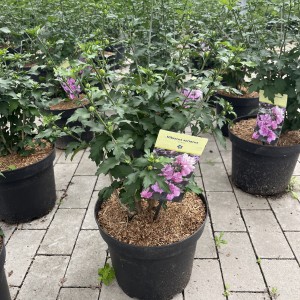 Hibiscus „Ardens“