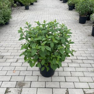 Gartenhortensie „Vanille Fraise“