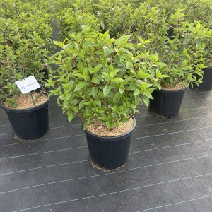 Rispenhortensie Vanilla Fraise