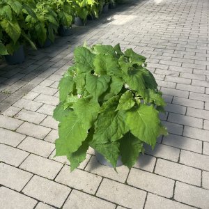 Schneeballhortensie Annabelle