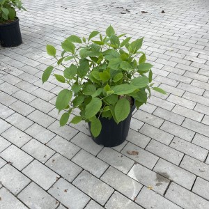 Schneeballhortensie „Annabelle“