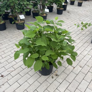 Schneeballhortensie „Annabelle“