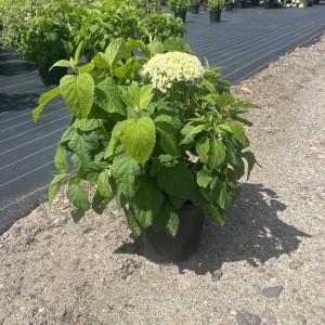 Schneeballhortensie „Annabelle“