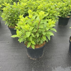 Rispenhortensie Unique