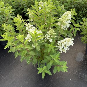 Rispenhortensie Unique
