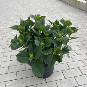 Bauernhortensie 