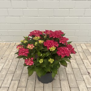 Bauernhortensie