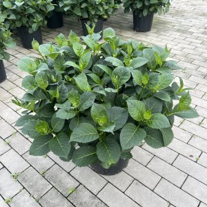 Bauernhortensie