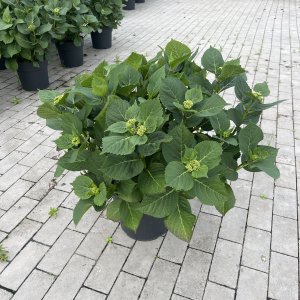 Bauernhortensie 