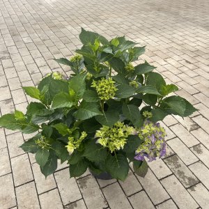 Bauernhortensie 