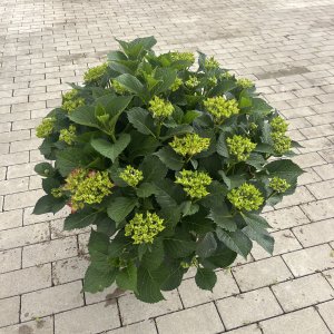 Bauernhortensie