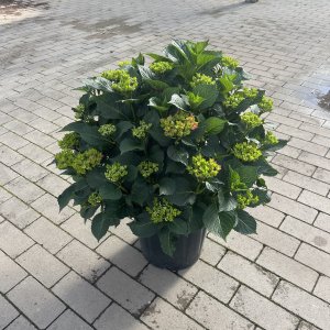 Bauernhortensie