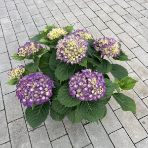 Bauernhortensie Schöne Bautznerin