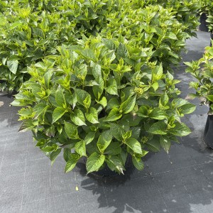 Hortensie „Schloß Wackerbart“