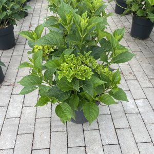 Hortensie Schloß Wackerbart