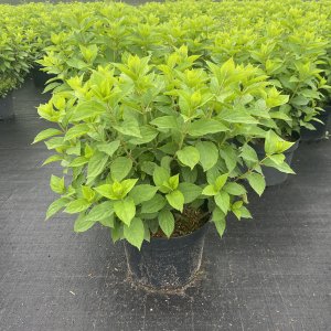 Rispenhortensie Limelight