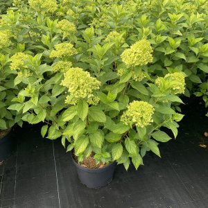 Rispenhortensie Limelight