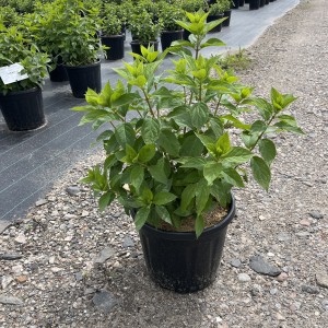 Hortensie “Limelight”