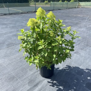 Hortensie “Limelight”