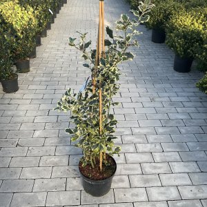 Stechpalme Silver Queen