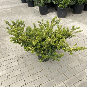 Gelber Bergilex