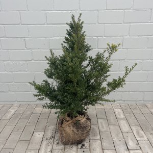 Japanische Stechpalme Green Glory