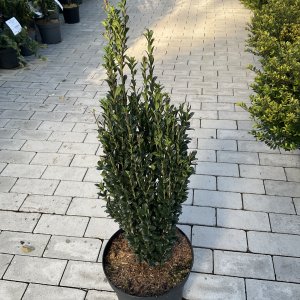 Säulenilex Fastigiata