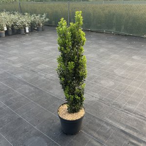 Säulenilex Fastigiata