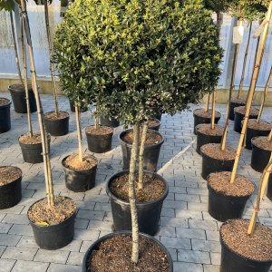 Japanische Stechpalme Kin Me