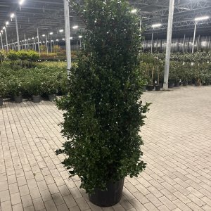 Stechpalme Blue Maid