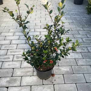 Stechpalme Blue Maid