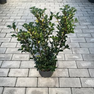 Stechpalme Heckenstar