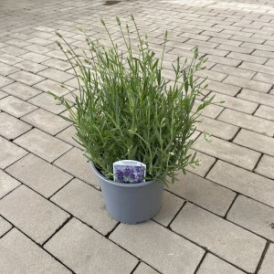 Echter Lavendel