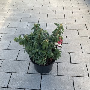 Schmalblättrige Lorbeerrose Rubra