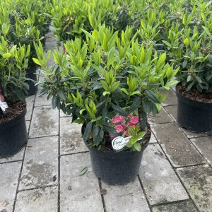 Schmalblättrige Lorbeerrose Rubra