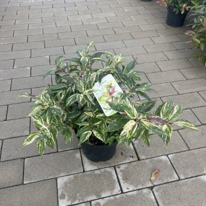 Weißbunte Lavendelheide Rainbow