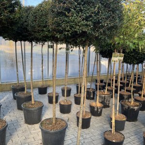 Liguster 'Ionandrum'