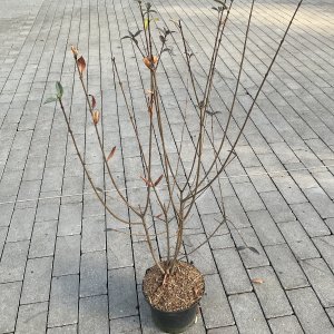 Gemeiner Liguster Atrovirens