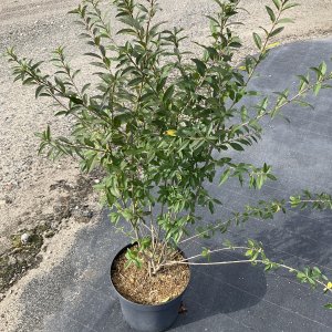 Gemeiner Liguster Atrovirens