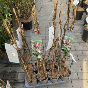 Geißblatt Goldflame