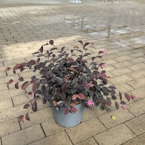 Chinesische Fransenblume Fire Dance