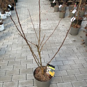 Zierapfel Golden Hornet