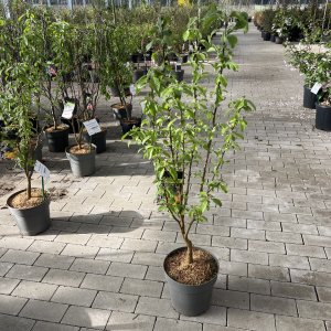 Zierapfel Golden Hornet