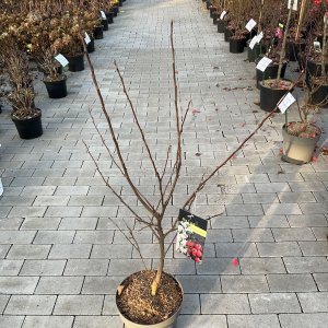 Zierapfel Red Sentinel