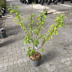 Zierapfel Red Sentinel