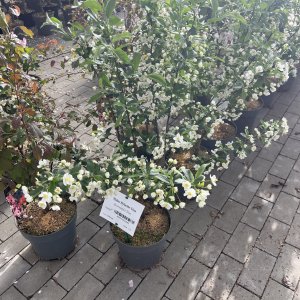 Zwergapfel Tina
