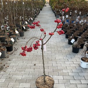 Zierapfel  in verschiedenen Sorten